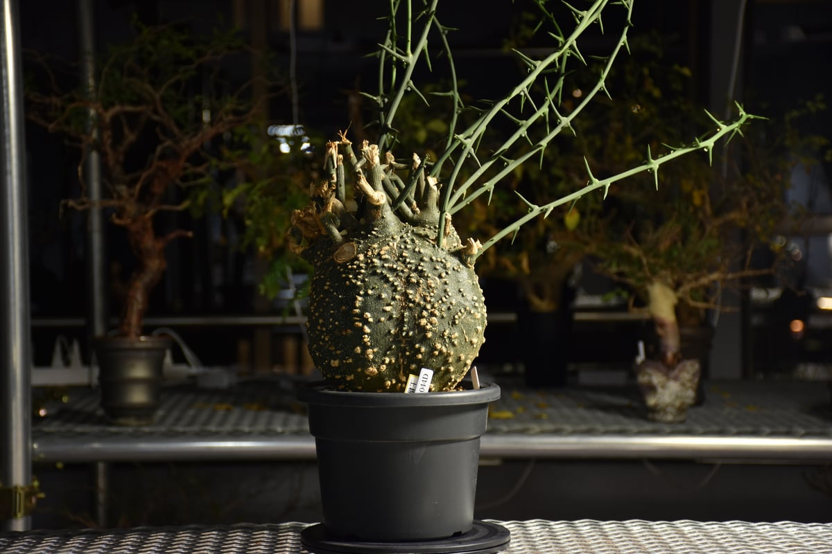 Adenia grobosa アデニア グロボーサ 発根済現地株 D29 | BONDEX