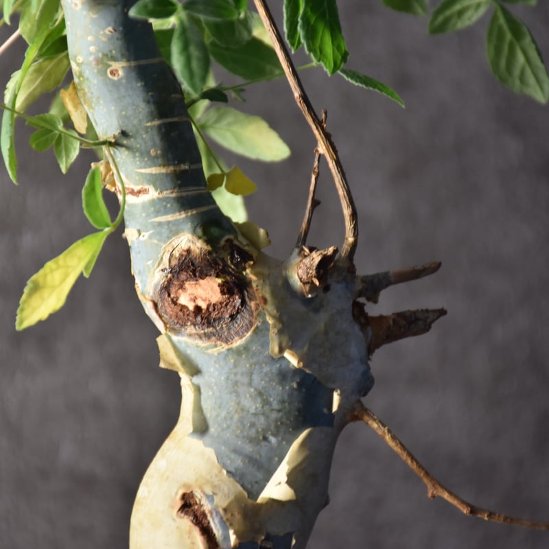 Commiphora holtziana コミフォラ ホルトジアナ 発根済現地株 #1 Commiphora holtziana コミフォラ ホルトジアナ 発根済現地株 #1