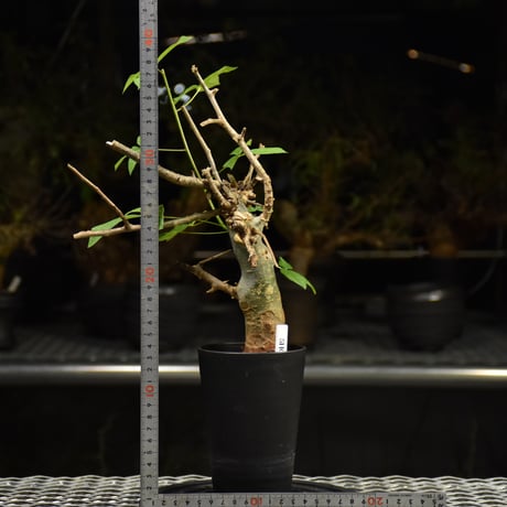 Commiphora holtziana コミフォラ ホルトジアナ 発根済現地株 H10