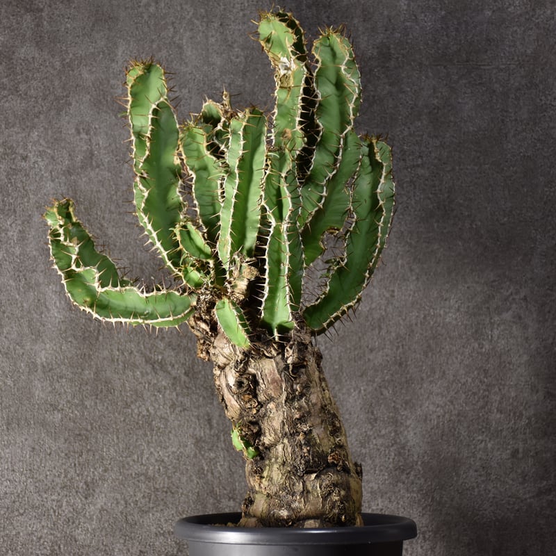 ムランジーナ　現地球発根済 Euphorbia mlanjeana ユーフォルビア ムランジーナ 発根済現地株