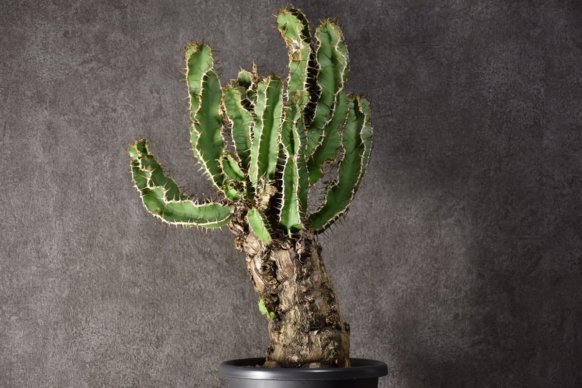 ムランジーナ　現地球発根済 fit=scale-down,w=1200