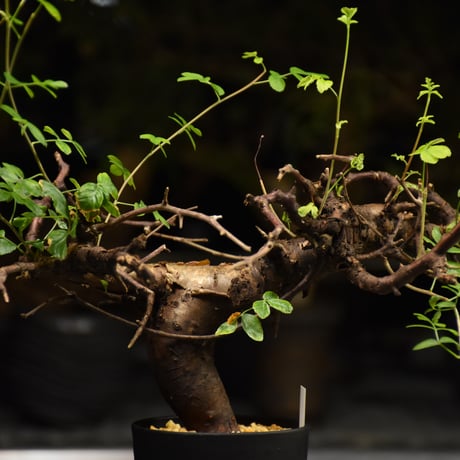 Commiphora Boranensis　コミフォラ ボラネンシス　発根済現地株 F25