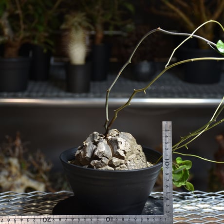 Dioscorea elephantipes ディオスコレア エレファンティペス アフリカ亀甲竜 発根済現地株 1