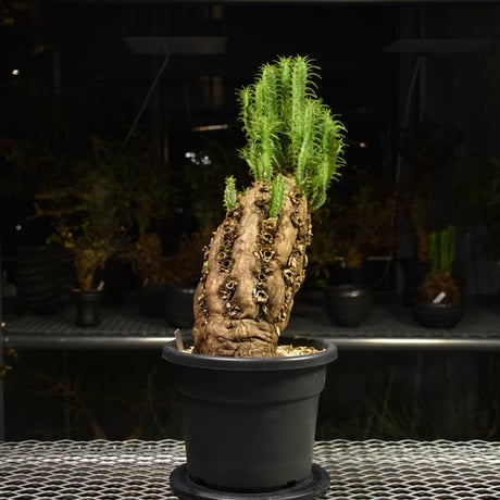 Euphorbia mlanjeana　ユーフォルビア ムランジーナ 発根済現地株 H5