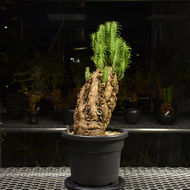 h*i様 ユーフォルビア ムランジーナ 現地球 大株 葉有り 輸入即出品 13E h*i様 ユーフォルビア ムランジーナ 現地球 大株 葉有り 輸入即