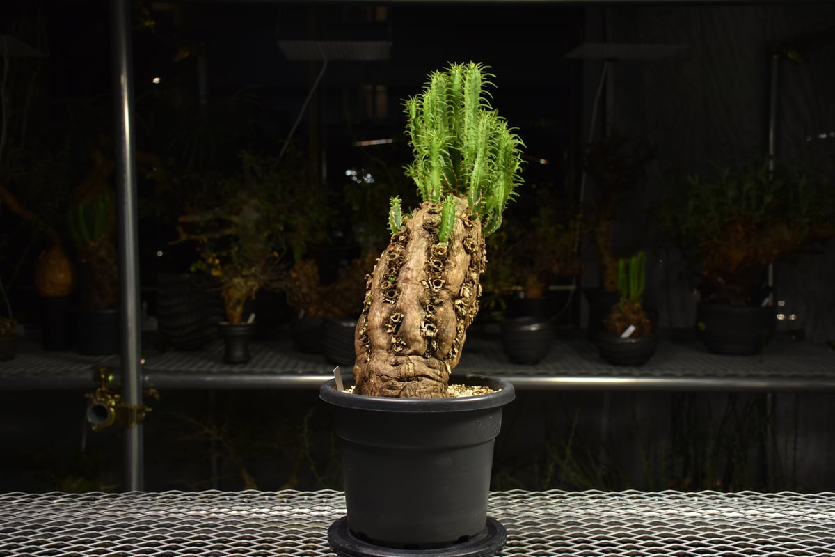 Euphorbia mlanjeana ユーフォルビア ムランジーナ 発根済現地株 H5 |