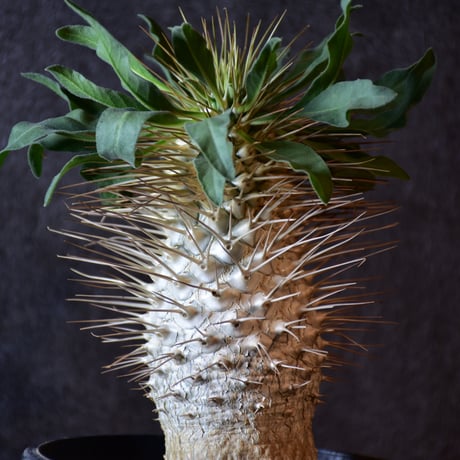 Pachypodium namaquanum　パキポディウム ナマクアナム　発根済現地株 #1