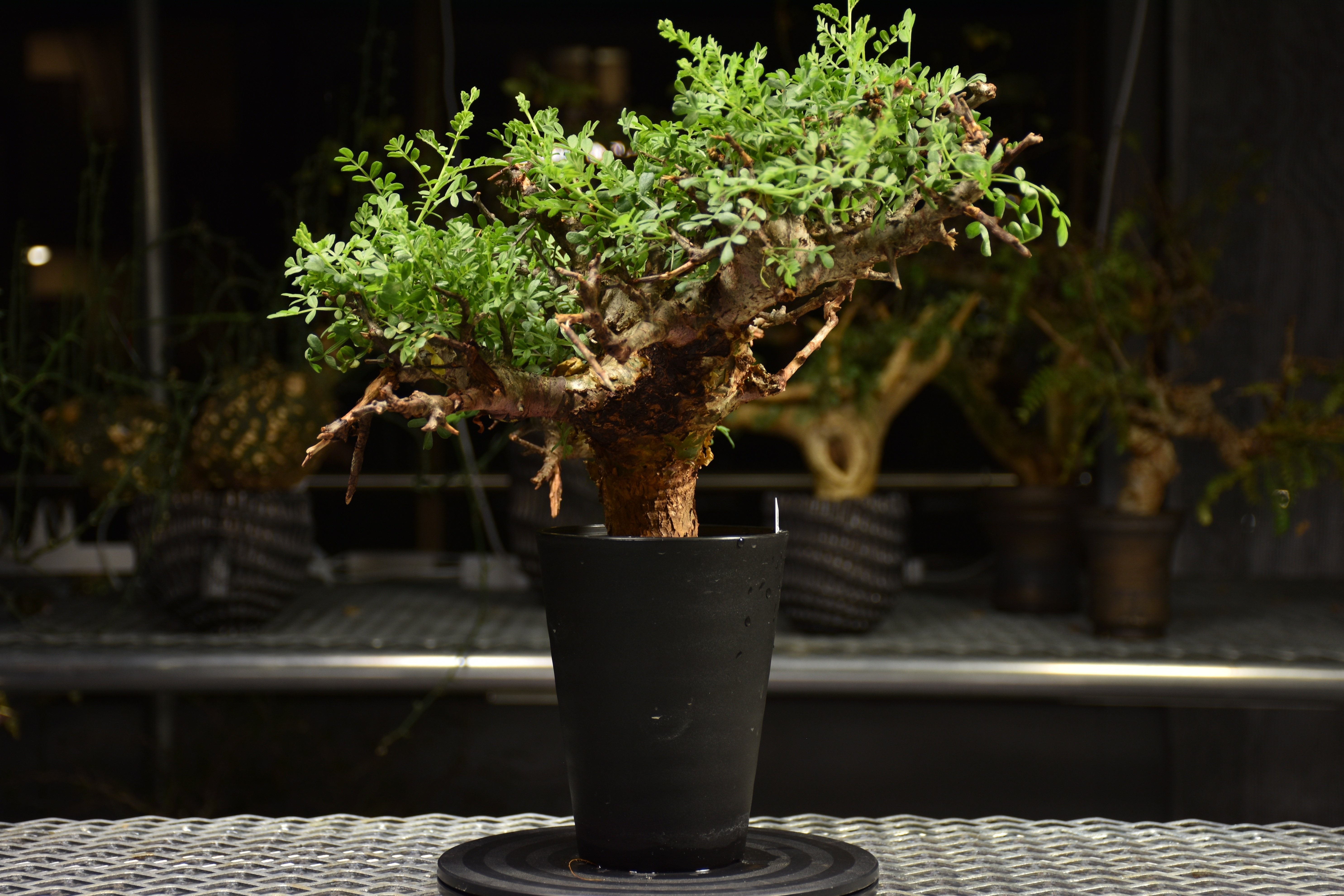 コミフォラ　ピンネイトリーブス Commiphora pinnate leaves コミフォラ ピンネイトリーブス 発根済現地