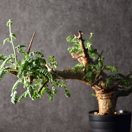 Boswellia neglecta　ボスウェリア ネグレクタ　発根済現地株　#1