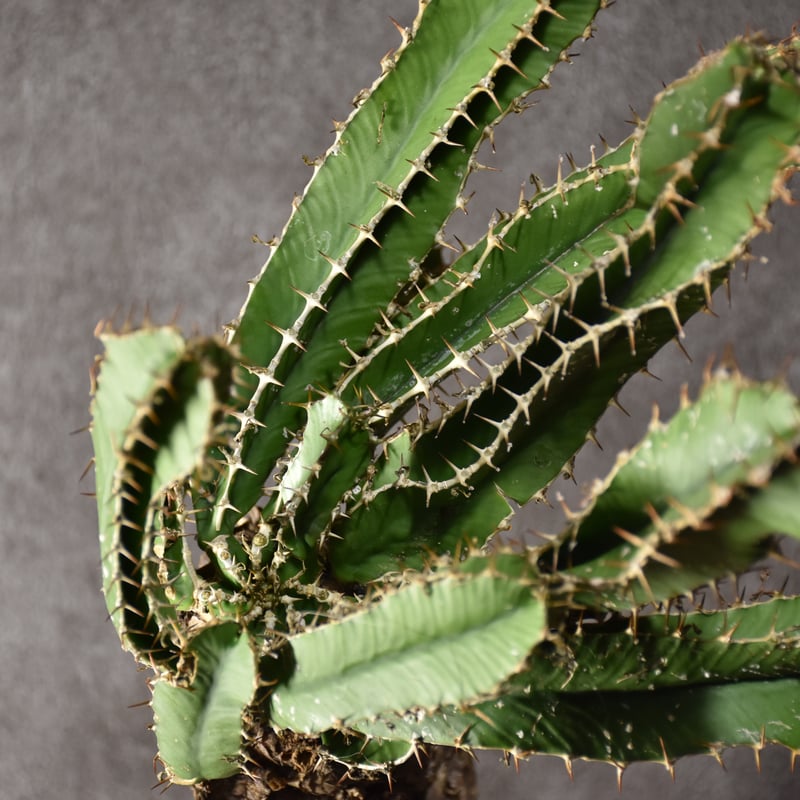Euphorbia mlanjeana ユーフォルビア ムランジーナ 発根済現地株