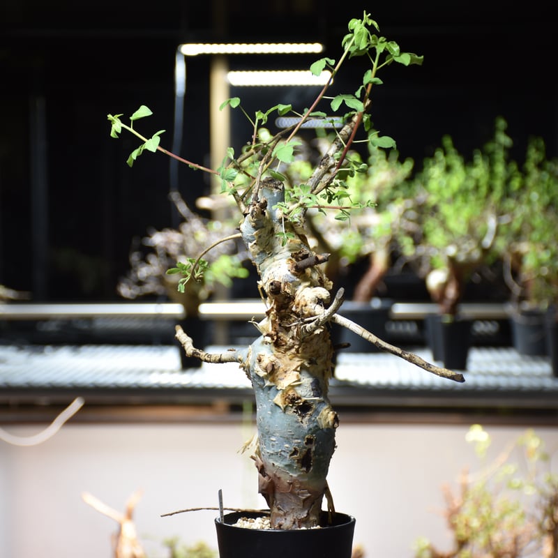 Commiphora holtziana コミフォラ ホルトジアナ 発根済現地株 #9