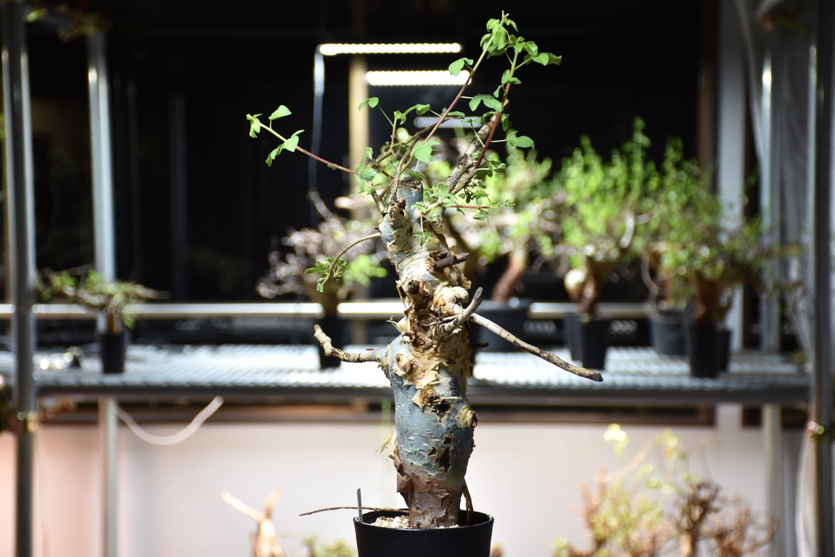 Commiphora holtziana コミフォラ ホルトジアナ 発根済現地株 #9 | B