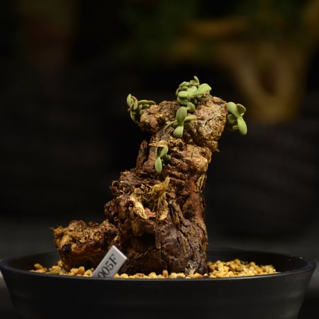Ceraria pygmaea　ケラリア ピグマエア 発根済現地株 F3