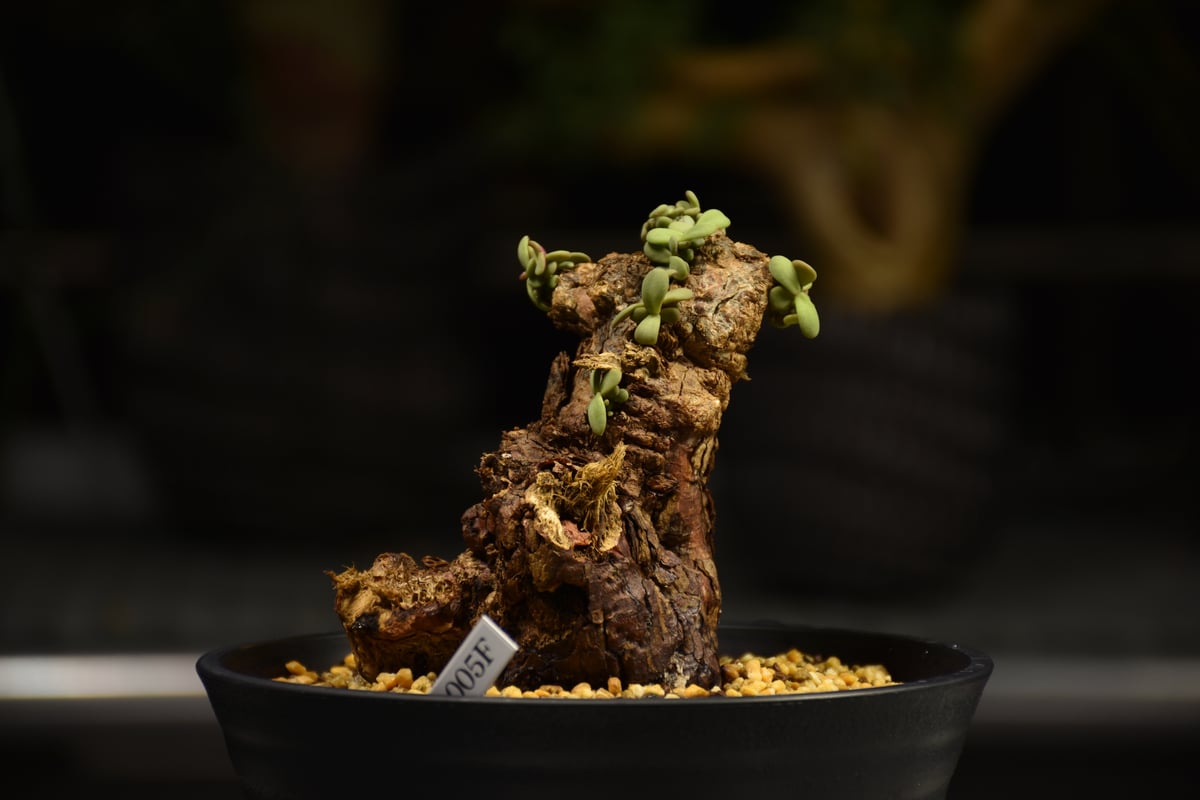 bon25様確認中　ケラリア　ピグマエア【現地株】 Ceraria pygmaea ケラリア ピグマエア 発根済現地株 F2 | BONDEX