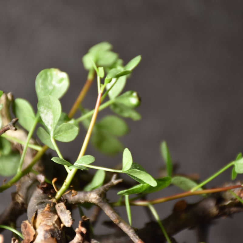 Commiphora kataf pure コミフォラ ピュアカタフ 発根済現地株 3 Commiphora kataf pure コミフォラ ピュアカタフ 発根済現地株 3
