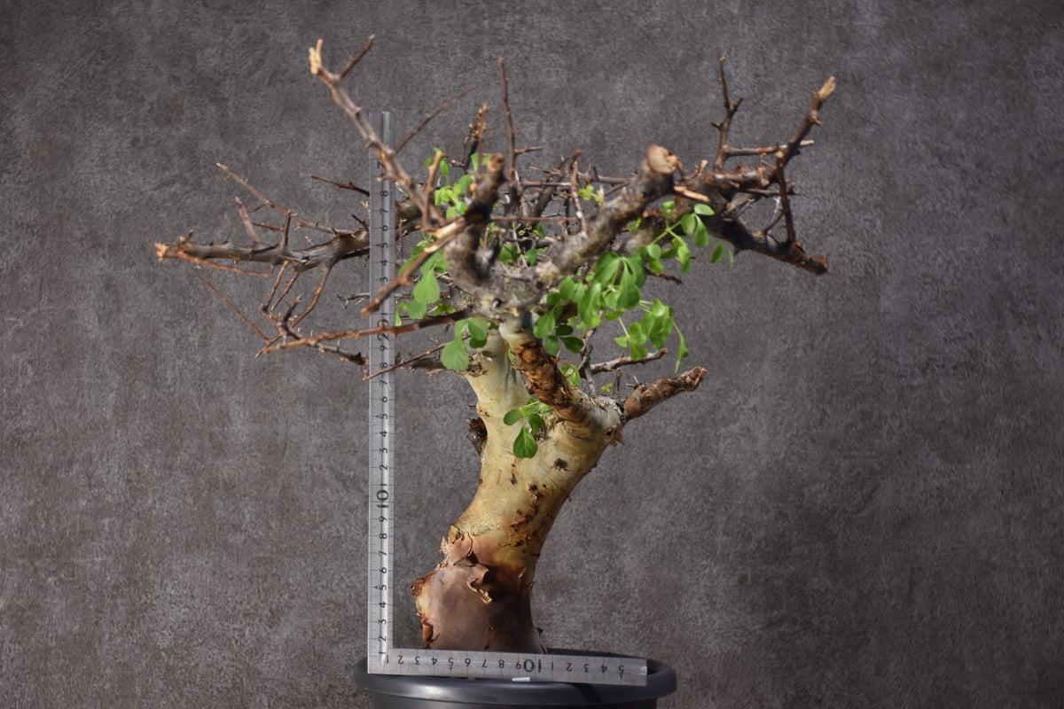 fit=scale-down,w=1200