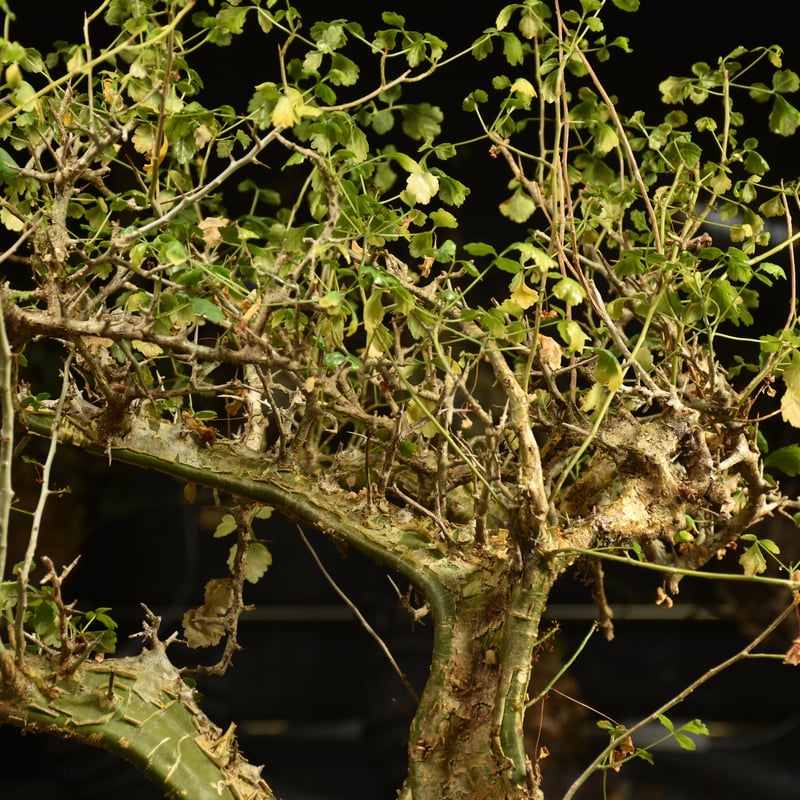 Commiphora campestris コミフォラ カンペストリス 発根済現地株 A11