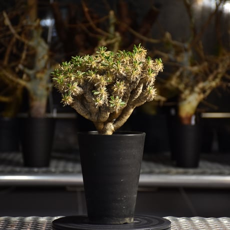 Euphorbia guillauminiana　ユーフォルビア ギラウミニアナ　発根済現地株 #5
