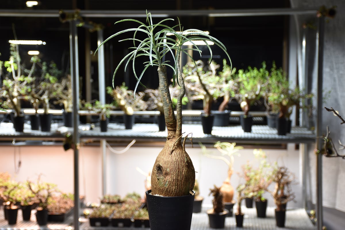 Adenium Somalense アデニウム ソマレンセ 発根済現地株 #5 | BONDEX