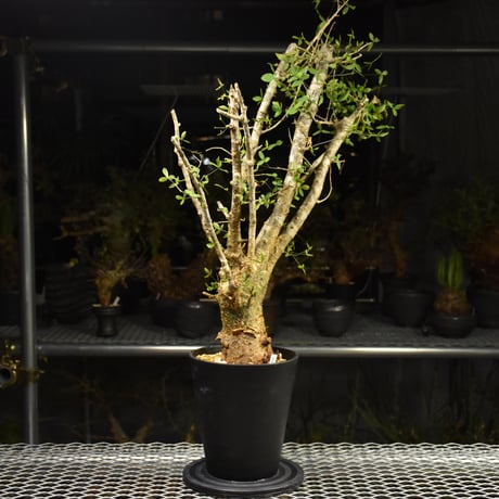 Commiphora humbertii コミフォラ フンベルティ 発根済現地株 I7 送料着払にて発送