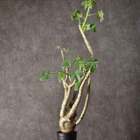 Jatropha spicata ヤトロファ スピカータ 発根済現地株 #2