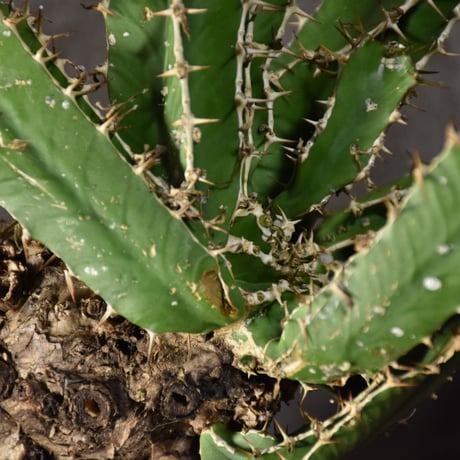 Euphorbia mlanjeana　ユーフォルビア ムランジーナ 発根済現地株 #4