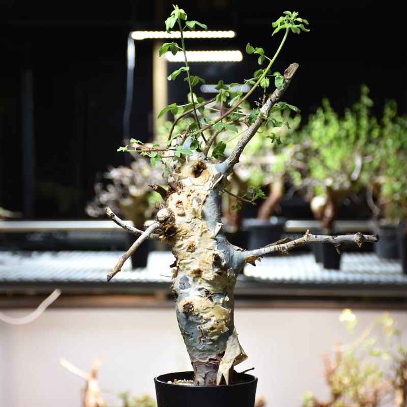 Commiphora holtziana コミフォラ ホルトジアナ 発根済現地株 #9