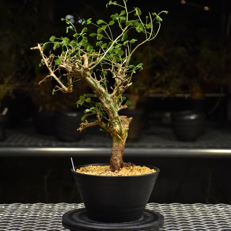 Commiphora campestris コミフォラ カンペストリス 発根済現地株 H3