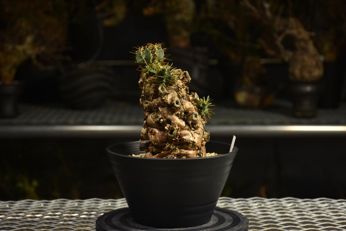 Euphorbia mlanjeana ユーフォルビア ムランジーナ 発根済現地株 I50 |
