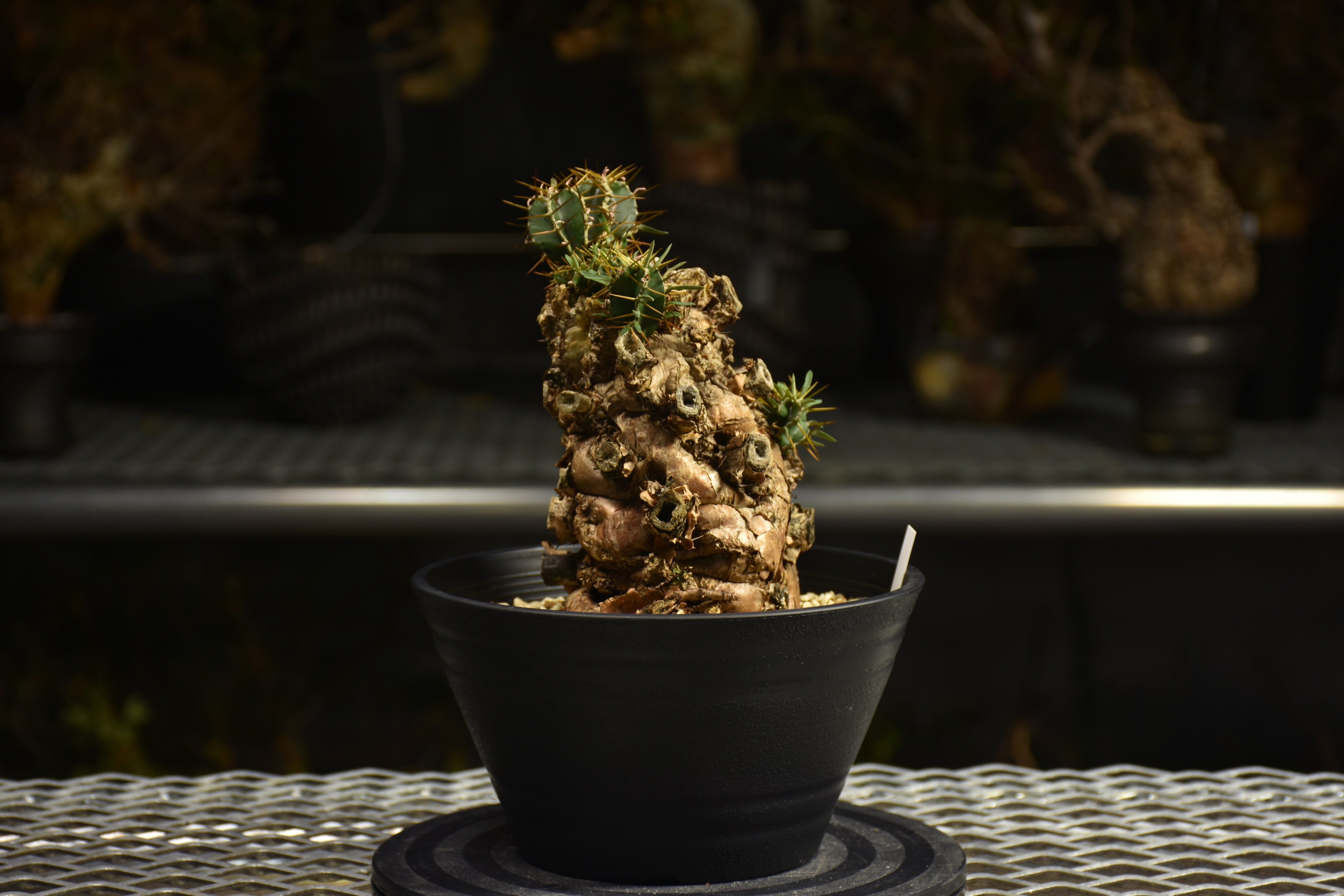 Euphorbia mlanjeana ユーフォルビア ムランジーナ 発根済現地株 I50 |