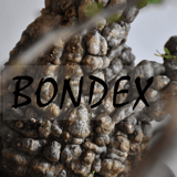 BONDEX
