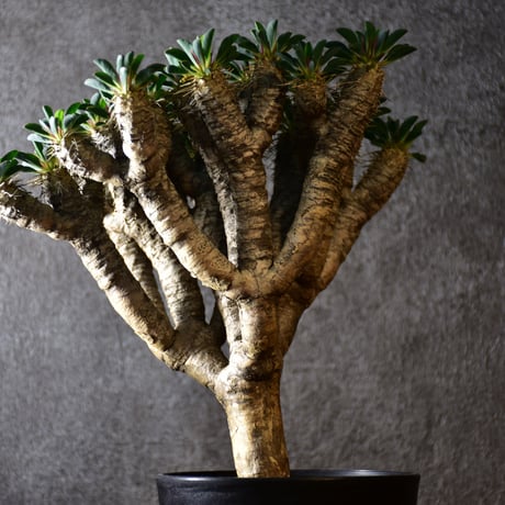 Euphorbia guillauminiana　ユーフォルビア ギラウミニアナ　発根済現地株 #3