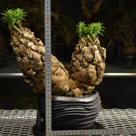 Euphorbia mlanjeana　ユーフォルビア ムランジーナ 発根済現地株 I80