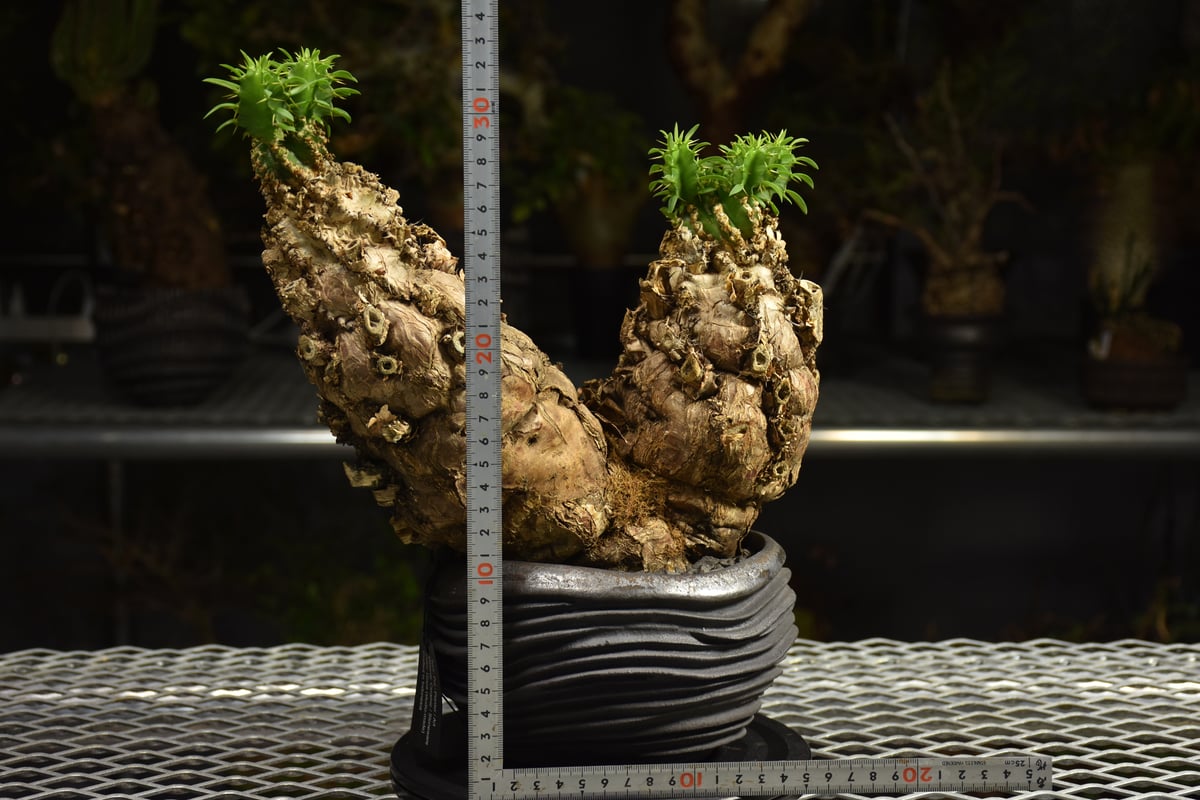 Euphorbia mlanjeana ユーフォルビア ムランジーナ 発根済現地株 I80 |