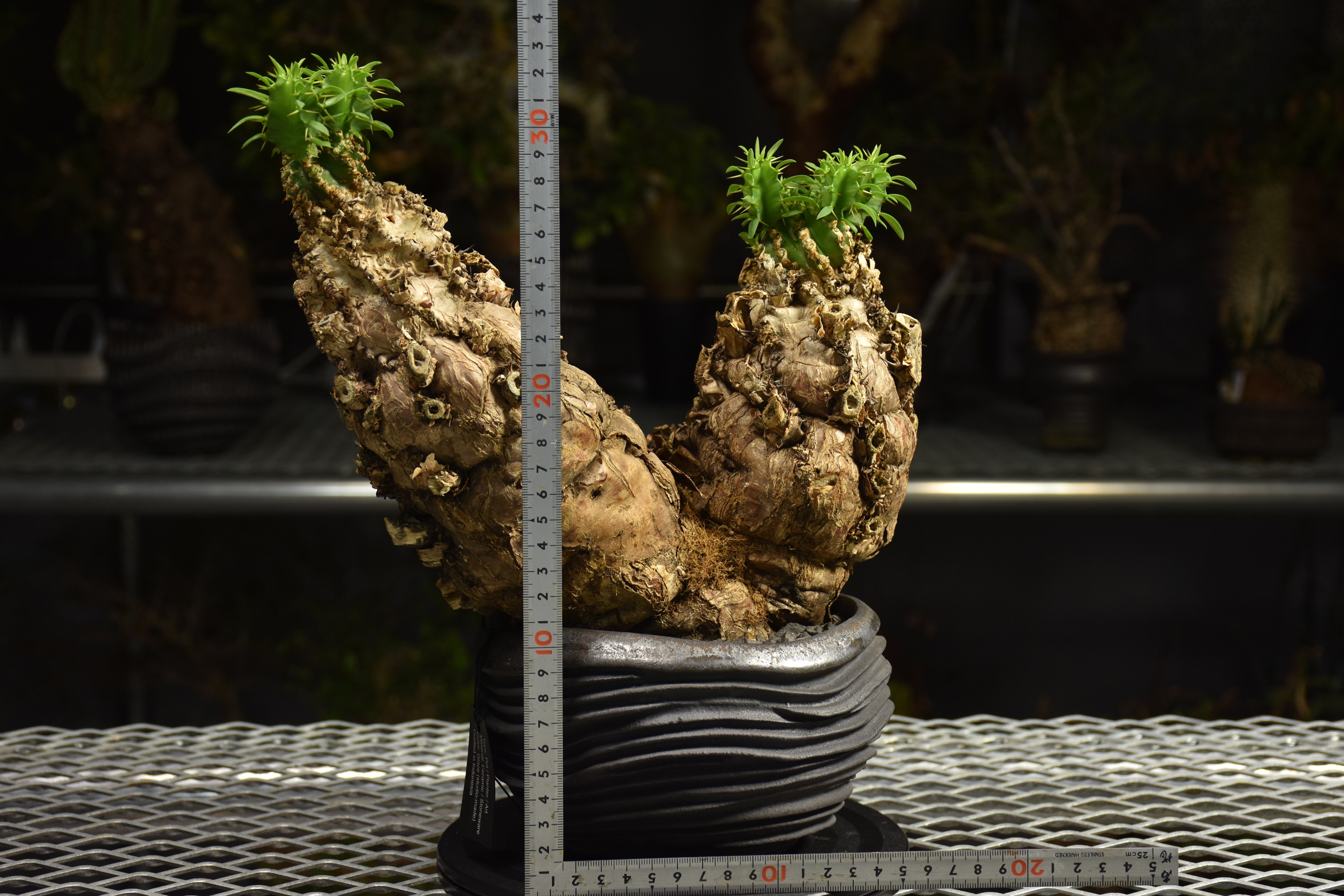 Euphorbia mlanjeana ユーフォルビア ムランジーナ 発根済現地株 I80 |