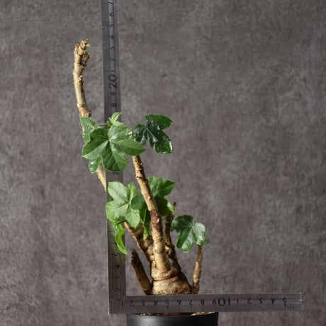 Jatropha spicata ヤトロファ スピカータ 発根済現地株 #6