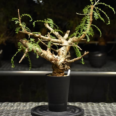 Boswellia neglecta　ボスウェリア ネグレクタ　発根済現地株　H16