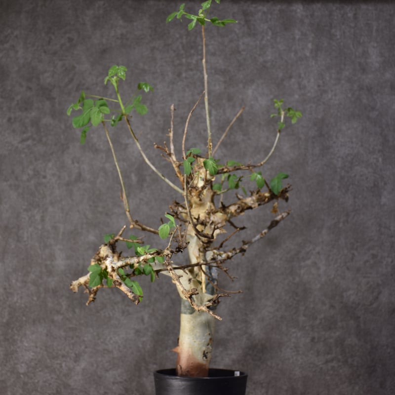 Commiphora holtziana コミフォラ ホルトジアナ 発根済現地株 #2