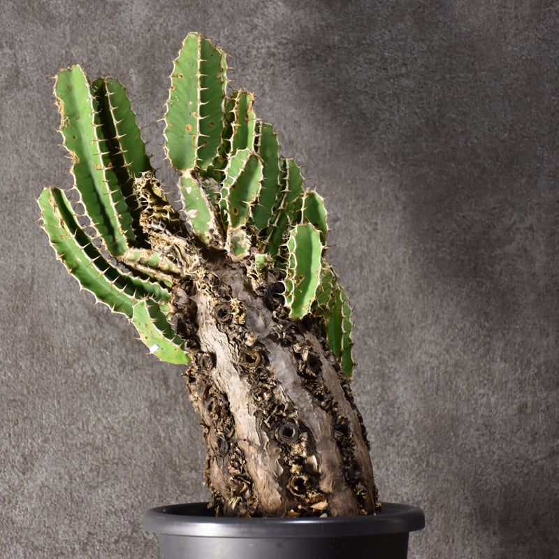 Euphorbia mlanjeana ユーフォルビア ムランジーナ 発根済現地株