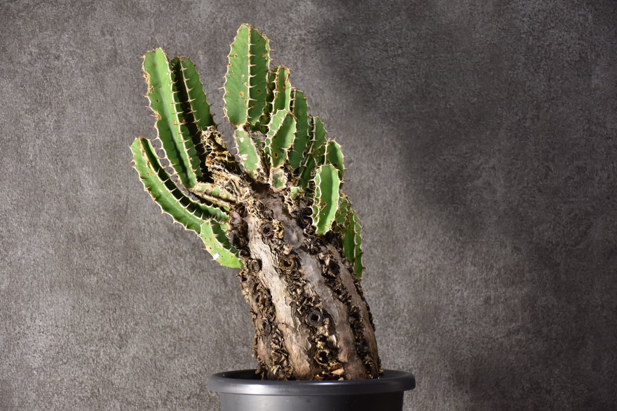 Euphorbia mlanjeana ユーフォルビア ムランジーナ 発根済現地株 #8 |