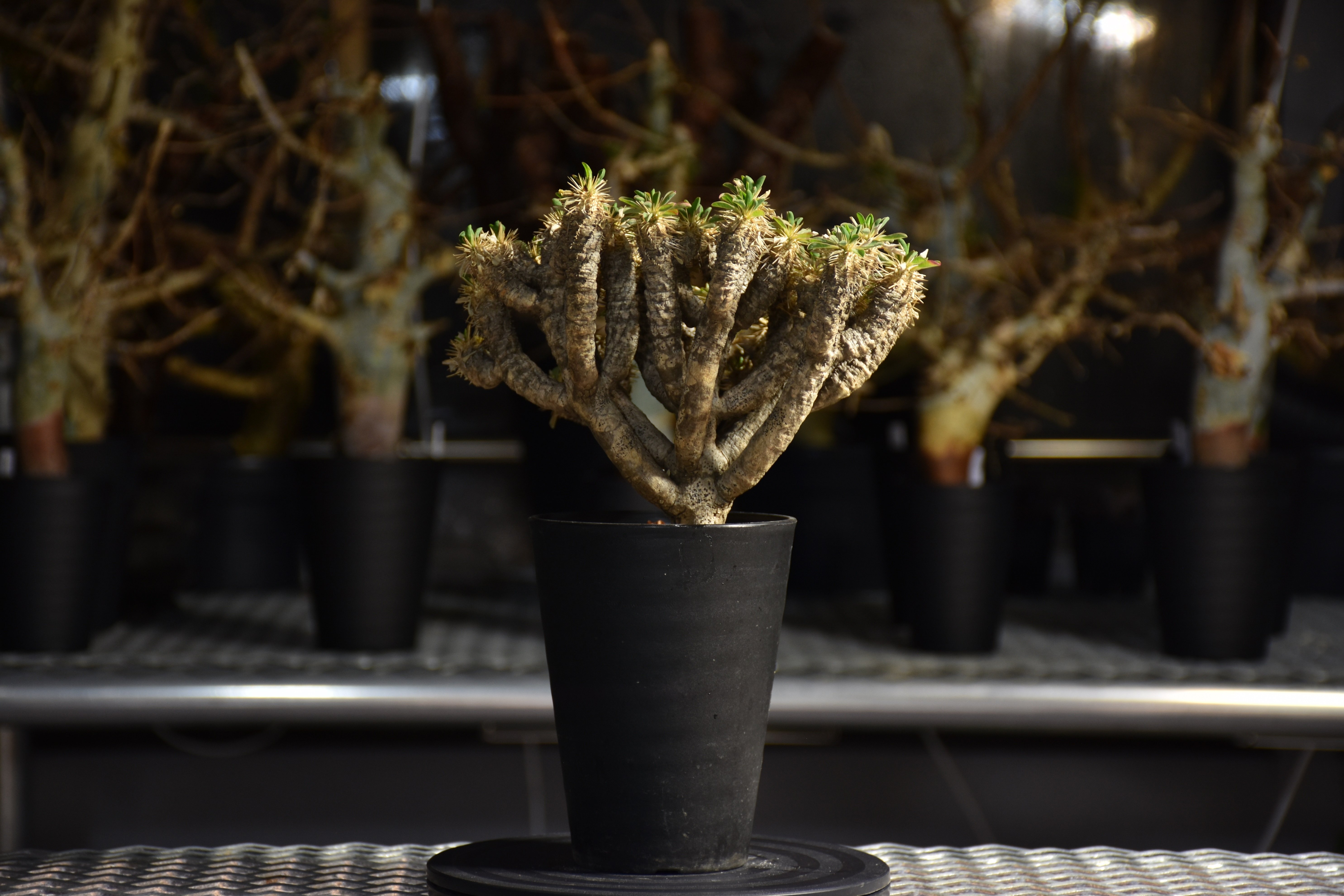 Euphorbia guillauminiana ユーフォルビア ギラウミニアナ 発根済現地株