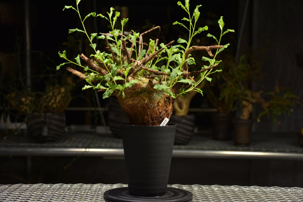 希少種　大型　コミフォラ グラウケスケンス 現地株 良型 発根活着済み　③ Commiphora glaucescens コミフォラ グラウケスケンス 発根済現地株 F2