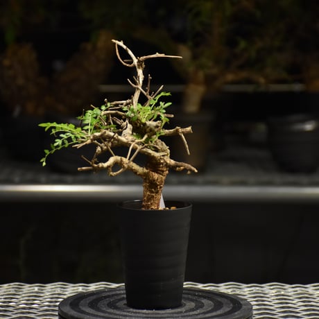 Boswellia neglecta　ボスウェリア ネグレクタ　発根済現地株　H18