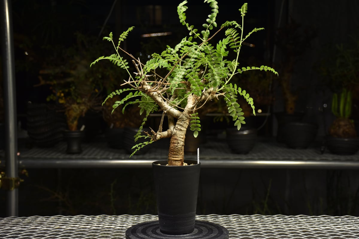 ボスウェリア・ネグレクタ Boswellia neglecta 発根済 Boswellia neglecta ボスウェリア ネグレクタ 発根済現地株 H12 | BO
