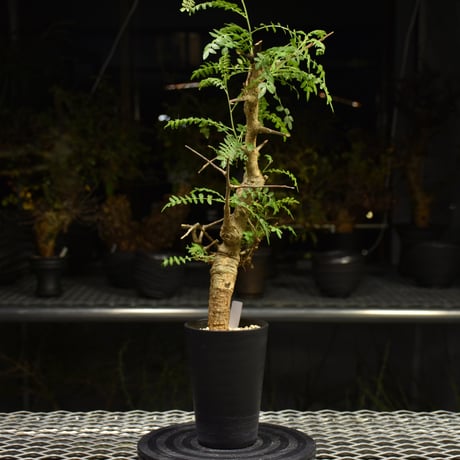 Boswellia neglecta　ボスウェリア ネグレクタ　発根済現地株　H13