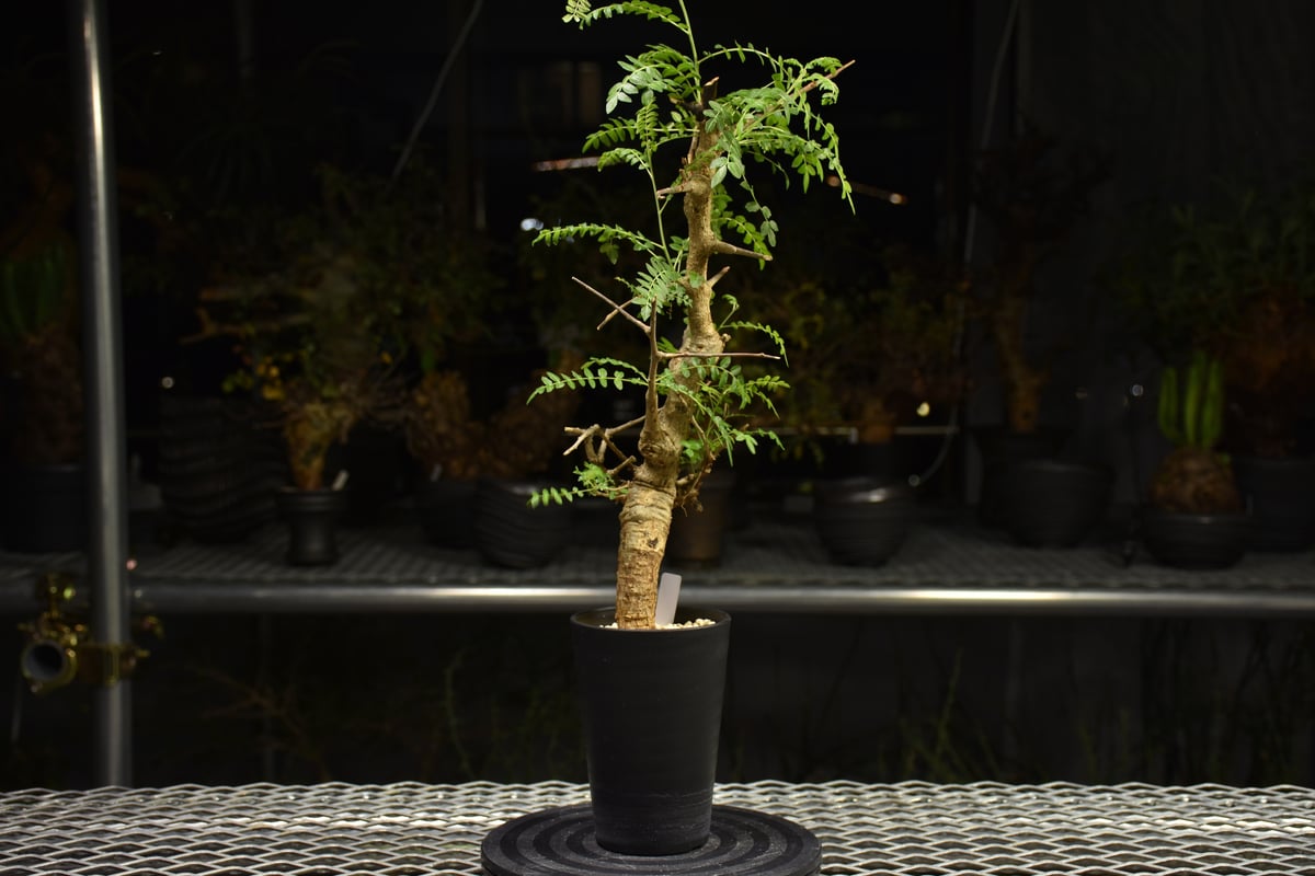 Boswellia neglecta ボスウェリア ネグレクタ 発根済現地株 H13 | BO