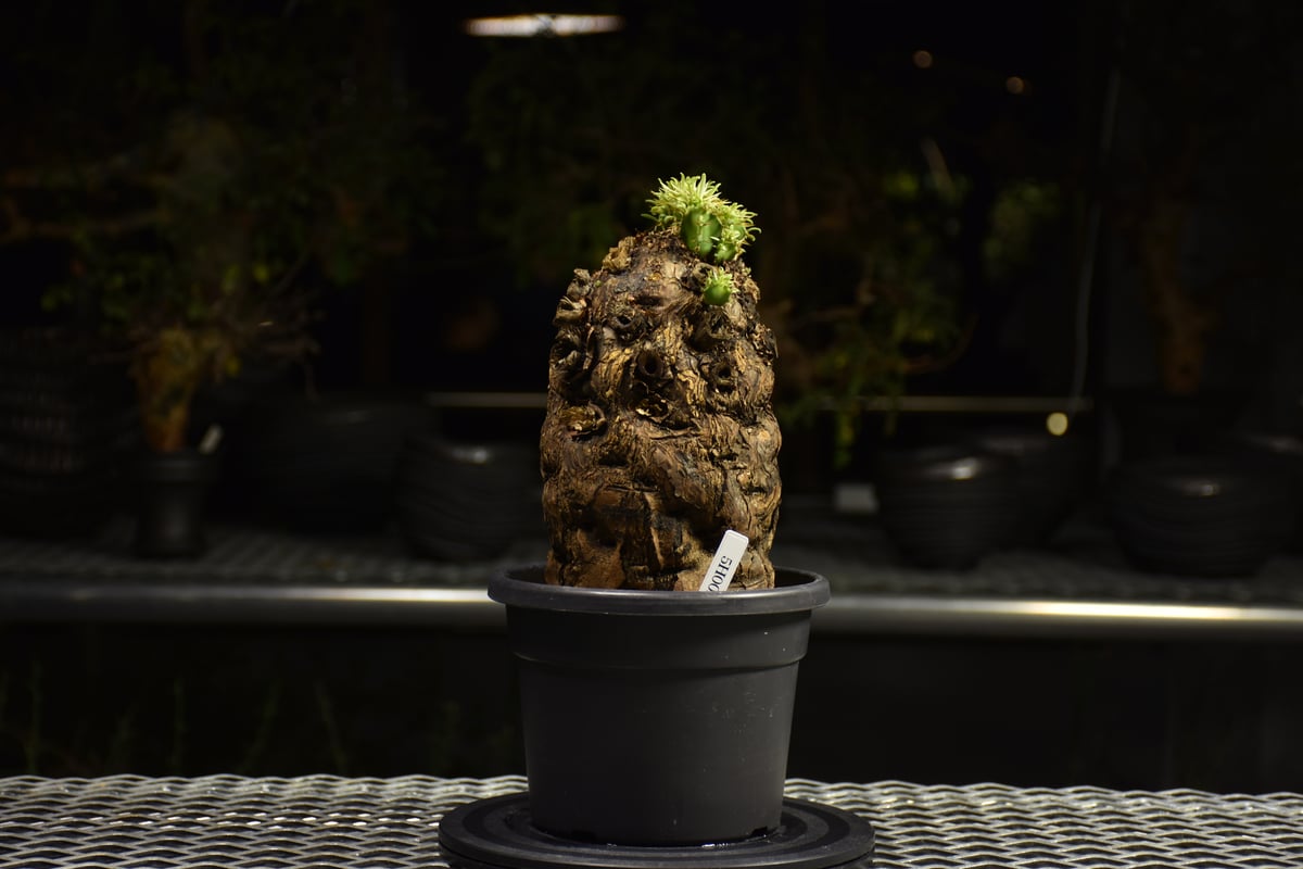 グ*ち様 3 ユーフォルビア ムランジーナ 現地球 新鮮大株 ベアルート 現地発 グ*ち様 3 ユーフォルビア ムランジーナ 現地球 新鮮大株 ベアルート