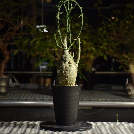 Adenia grobosa アデニア グロボーサ 発根済現地株 D23