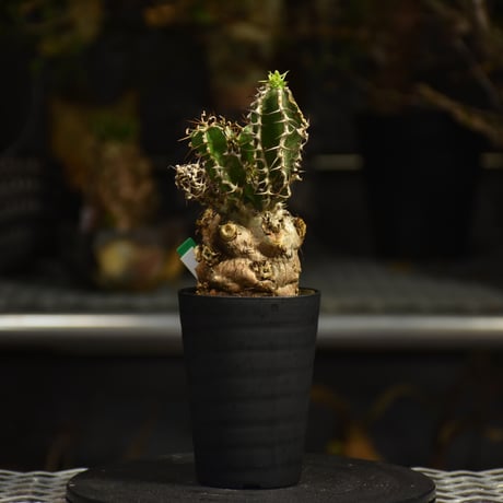 Euphorbia mlanjeana　ユーフォルビア ムランジーナ 発根済現地株 I43