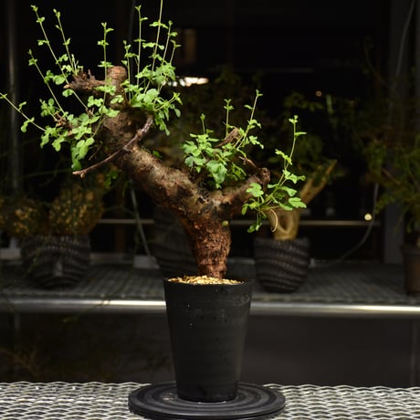 Commiphora Boranensis　コミフォラ ボラネンシス　発根済現地株　F20